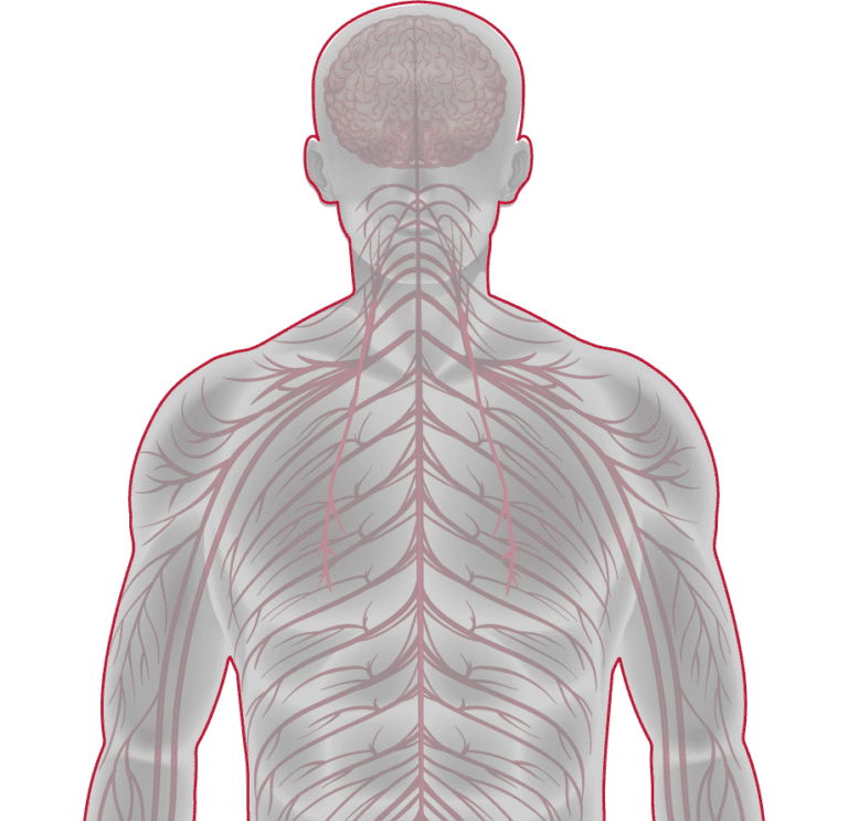 Causas y rehabilitación de la ataxia Lescer